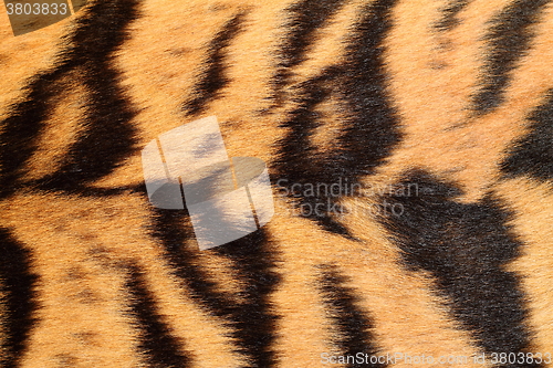 Image of details on real tiger fur