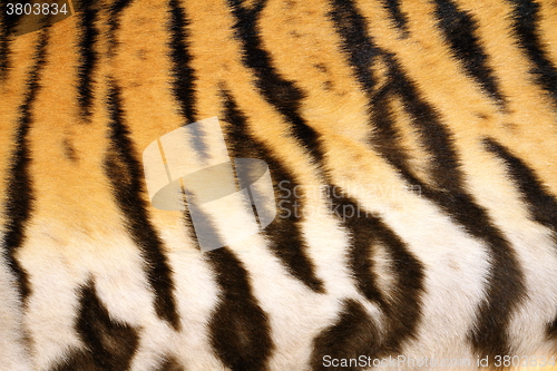 Image of natural pattern of tiger fur