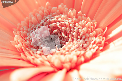 Image of Pink gerbera close-up