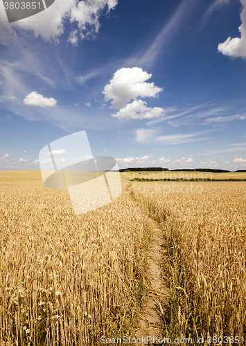 Image of footpath in the field  