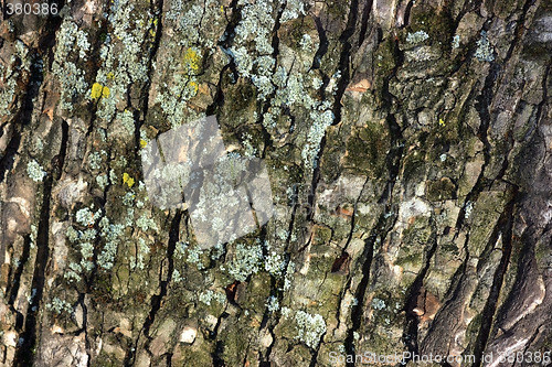 Image of Tree bark close-up