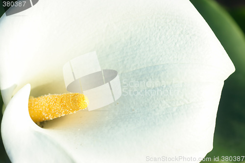 Image of White calla close-up