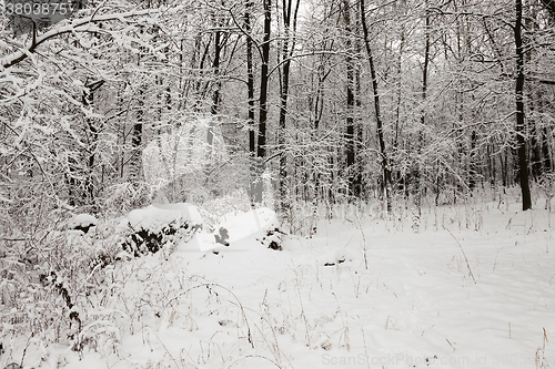 Image of winter trees . season.