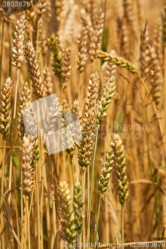 Image of cereals  rye ears 
