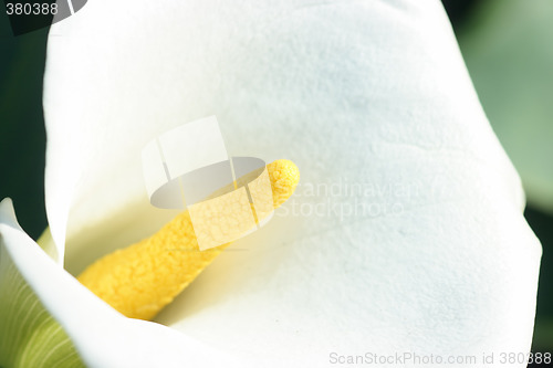 Image of White calla close-up