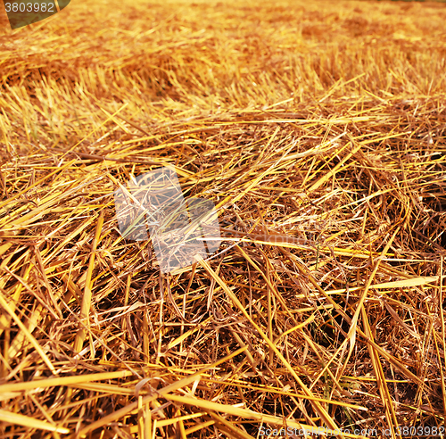 Image of closeup straw on field
