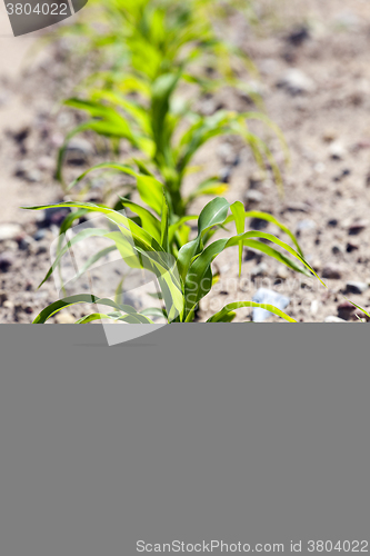 Image of corn field. close-up  