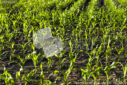 Image of corn sprouts . close up