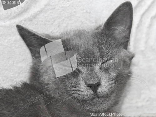 Image of Gray British cat with closed eyes