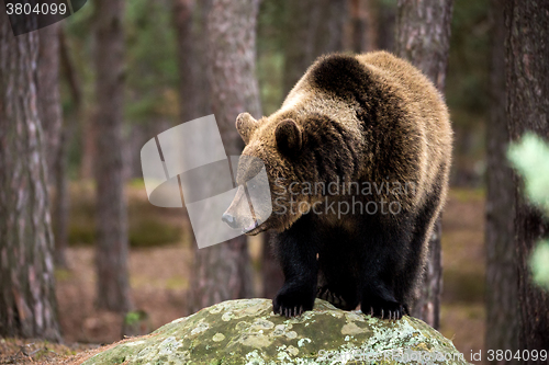 Image of brown bear (Ursus arctos) in winter forest