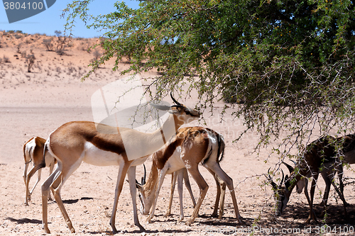 Image of Springbok Antidorcas marsupialis in Kgalagadi