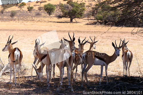 Image of Springbok Antidorcas marsupialis in Kgalagadi