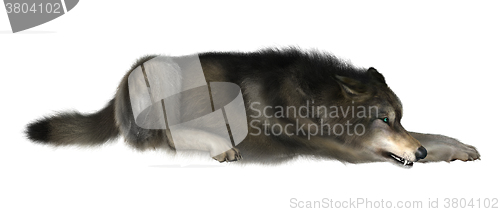 Image of Wild Wolf on White