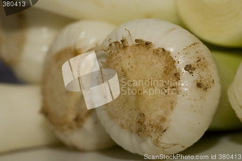 Image of Allium closeup