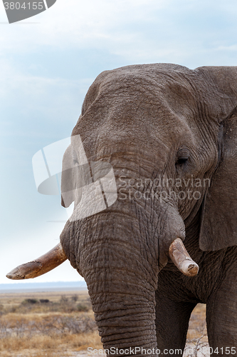 Image of big african elephants in Etosha 