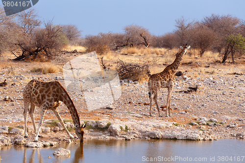 Image of Giraffa camelopardalis near waterhole