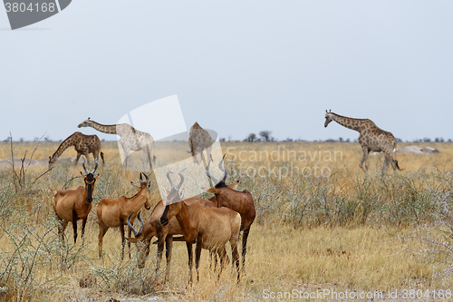 Image of A Tsessebe (Damaliscus lunatus)