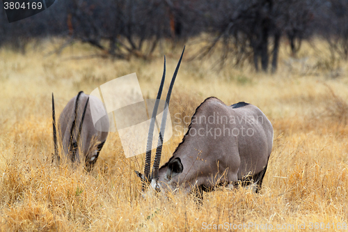 Image of grazing Gemsbok, Oryx gazella