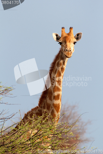 Image of Giraffa camelopardalis near waterhole