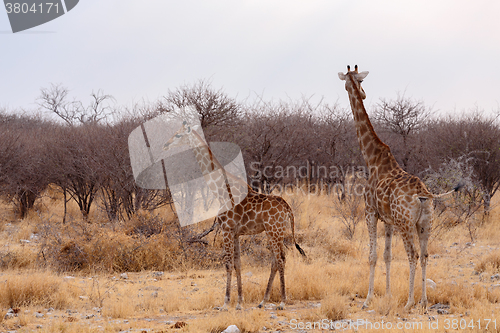 Image of Giraffa camelopardalis near waterhole