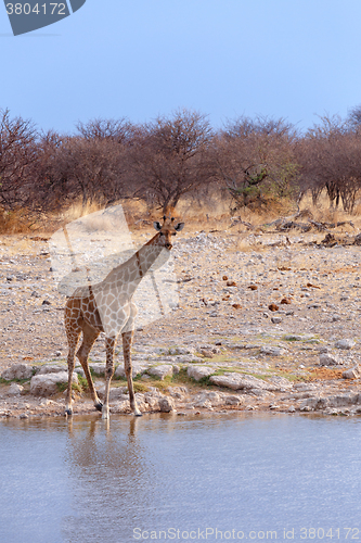 Image of Giraffa camelopardalis near waterhole