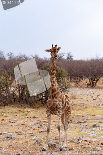 Image of Giraffa camelopardalis near waterhole