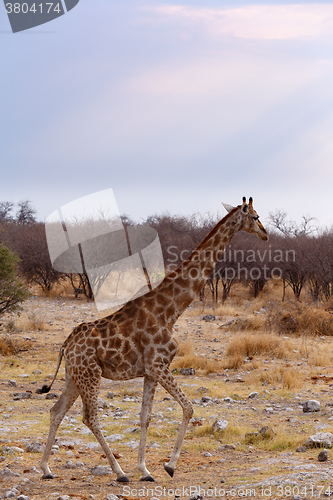 Image of Giraffa camelopardalis near waterhole