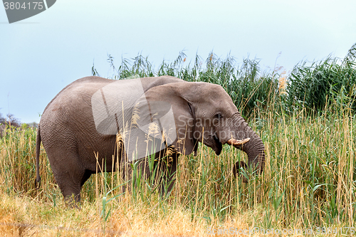 Image of big african elephants in Etosha 