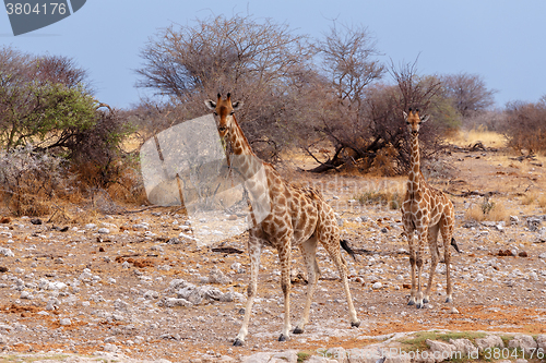 Image of Giraffa camelopardalis near waterhole