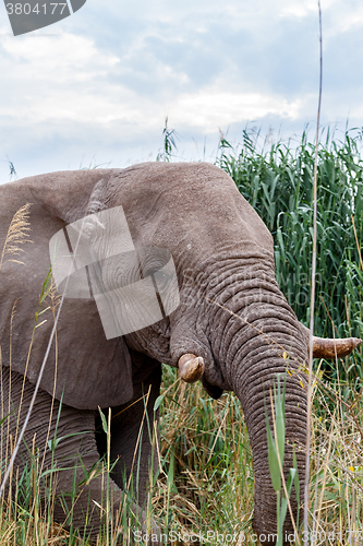 Image of big african elephants in Etosha