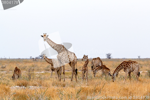 Image of heard of Giraffa camelopardalis