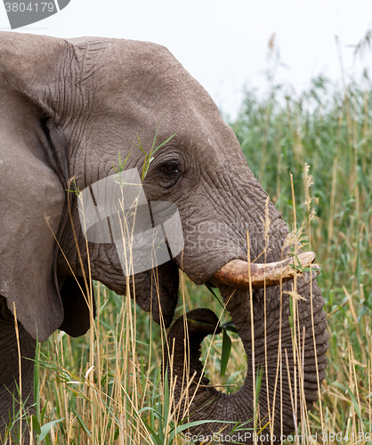 Image of big african elephants in Etosha 