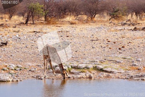 Image of Giraffa camelopardalis near waterhole