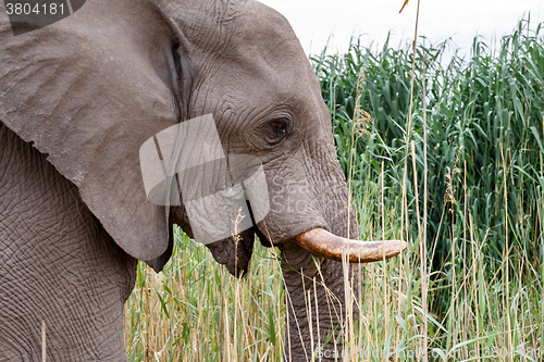 Image of big african elephants in Etosha 