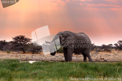 Image of big african elephants in Etosha 