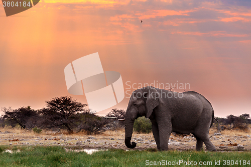 Image of big african elephants in Etosha 