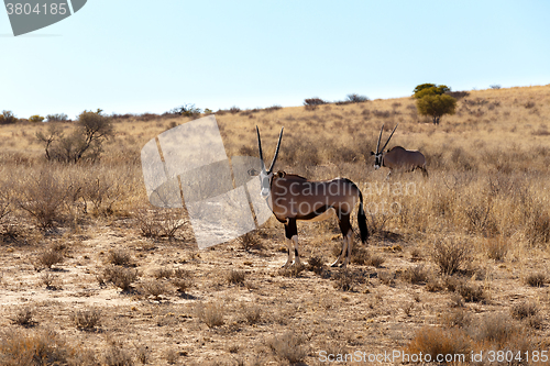 Image of Gemsbok, Oryx gazella