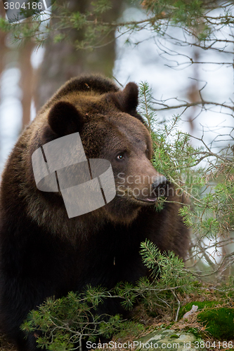 Image of brown bear (Ursus arctos) in winter forest