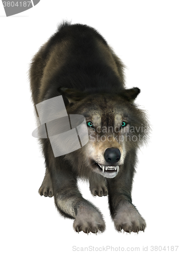 Image of Wild Wolf on White