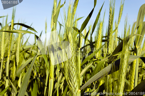 Image of green cereals . spring