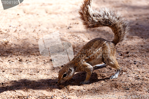 Image of South African ground squirrel Xerus inauris