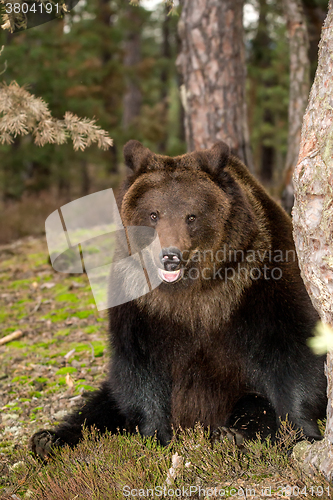 Image of brown bear (Ursus arctos) in winter forest