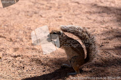 Image of South African ground squirrel Xerus inauris