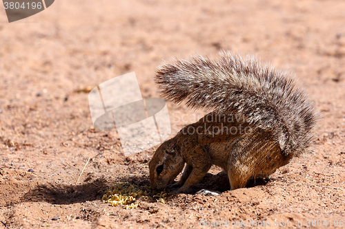 Image of South African ground squirrel Xerus inauris