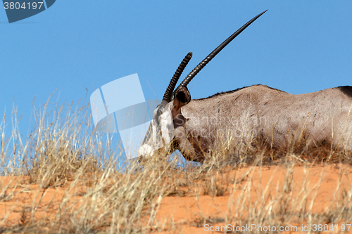 Image of Gemsbok, Oryx gazella