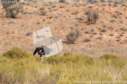 Image of Ostrich Struthio camelus, in Kgalagadi, South Africa