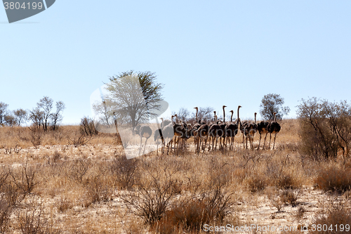 Image of Ostrich Struthio camelus, in Kgalagadi, South Africa