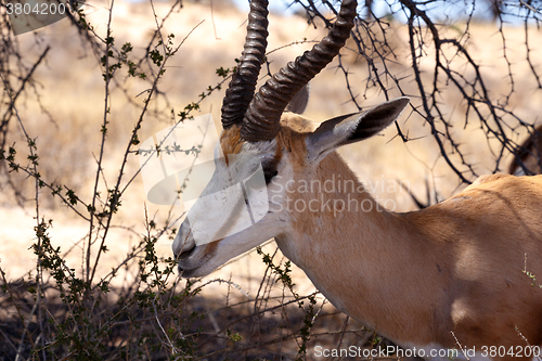 Image of Springbok Antidorcas marsupialis in Kgalagadi