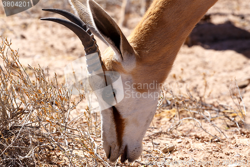 Image of Springbok Antidorcas marsupialis in Kgalagadi