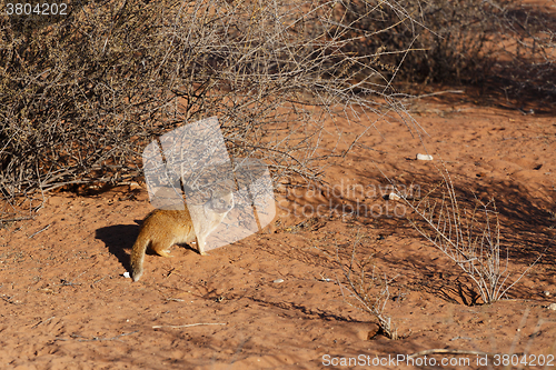 Image of Yellow mongoose, Kalahari desert, South Africa